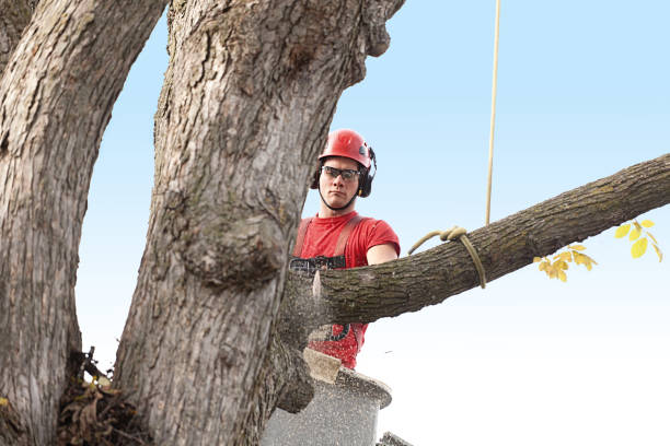 How Our Tree Care Process Works  in  Covina, CA